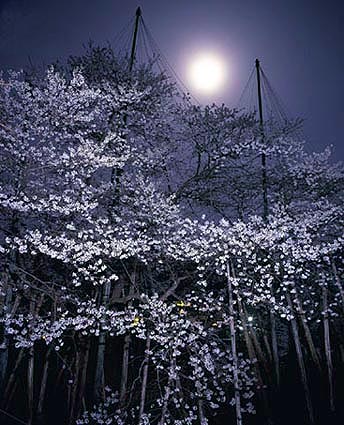 満月の 臥龍桜